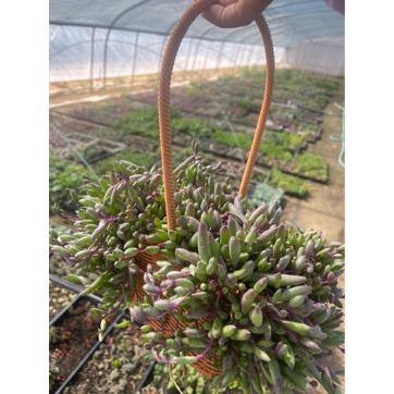 Unbranded - Othonna Capensis Succulent Plant Flower Baskets for Garden and Balcony (1-Pack)