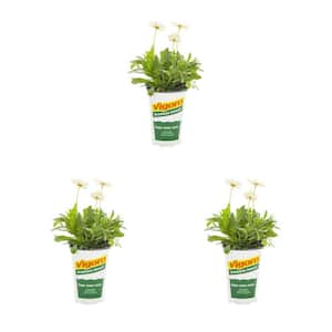 2 qt. Vigoro Osteospermum African Daisy Voltage White Annual Plant (3-Pack)