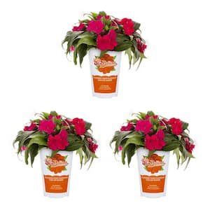 2 Qt. Compact Hot Pink SunPatiens Impatiens Outdoor Annual Plant with Pink Flowers (3-Pack)