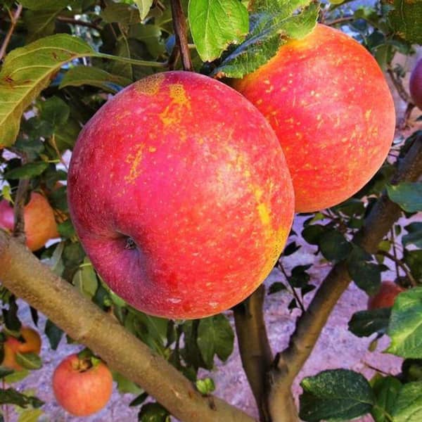 7 gal. Anna Apple Tree