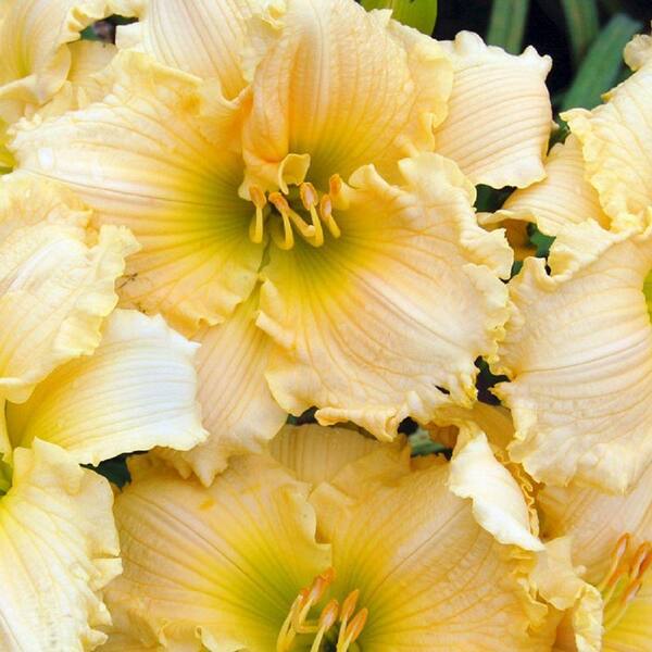 Southern Living Plant Collection 2.5 Qt. Joy of Living Family Reunion Daylily, Live Perennial Plant, Ruffled Yellow Flowers