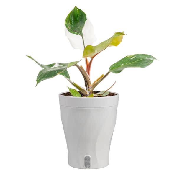Costa Farms White Knight Philodendron Indoor Plant in 6 in. Self-Watering Planter, Average Shipping Height 1-2 ft. Tall