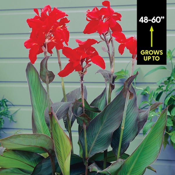 Cannas - Giant Black Knight - Set of 6 Bulbs - Van Zyverden