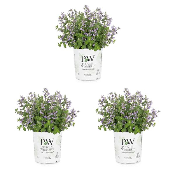 METROLINA GREENHOUSES 2 qt. Nepeta Catnip Cat's Pajamas Purple Perennial Plant (3-Pack)