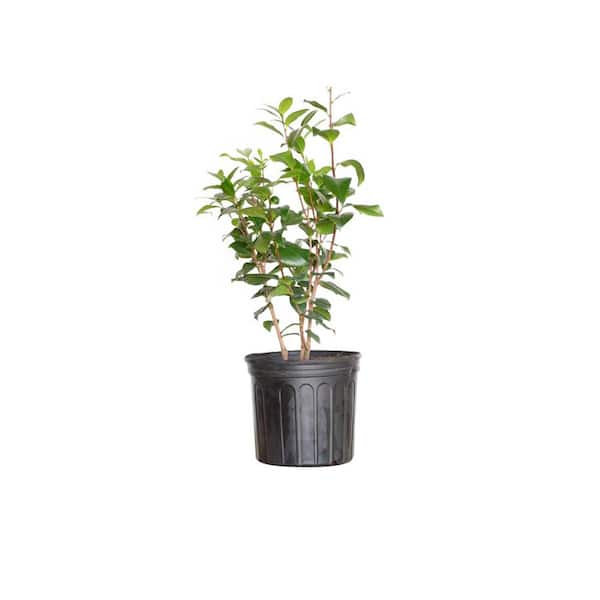 2.5 Gal - Taylor's Perfection Camellia(japonica) - Evergreen Shrub with Large Pink Blooms