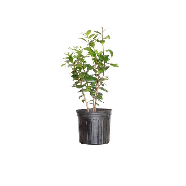 FLOWERWOOD 2.5 Gal - Taylor's Perfection Camellia(japonica) - Evergreen Shrub with Large Pink Blooms
