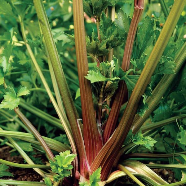 Seeds of Change Organic Red Venture Celery Seed Pack 05768 - The Home Depot