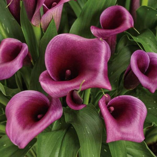 LIS CALLA｜“IN HER GREATEST YEARS” Be My® Destiny - Calla Lily - Zantedeschia hybrid | Proven