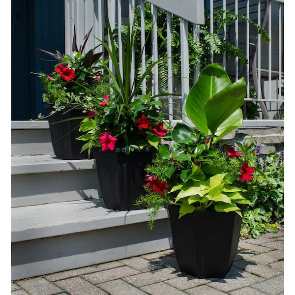 1.5 PT. Dipladenia Flowering Annual Shrub with Red Blooms