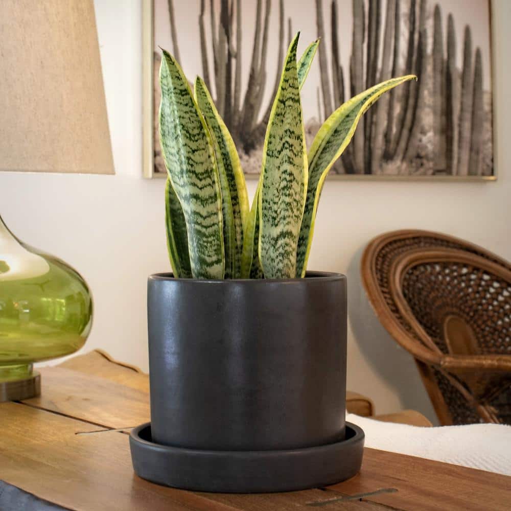 24" Black Ceramic Indoor Sansevieria Succulent