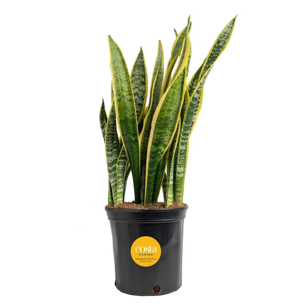 Costa Farms Sansevieria Laurentii Snake Plant in 8.75-Inch Grower Pot