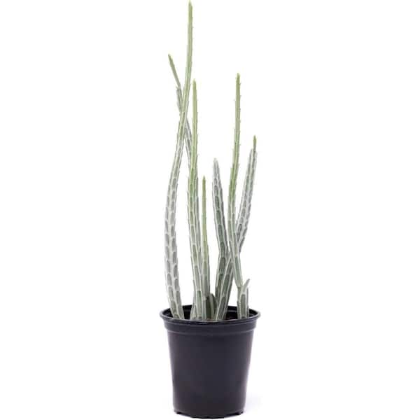 Wekiva Foliage Pickle Plant Senecio-Live Plant in a 4 Inch Pot-Senecio Stapeliiformis-Indoor Outdoor Cacti Succulent Houseplant