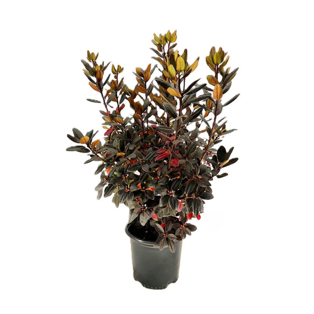 shrubs-bushes-o747302-64_1000.jpg