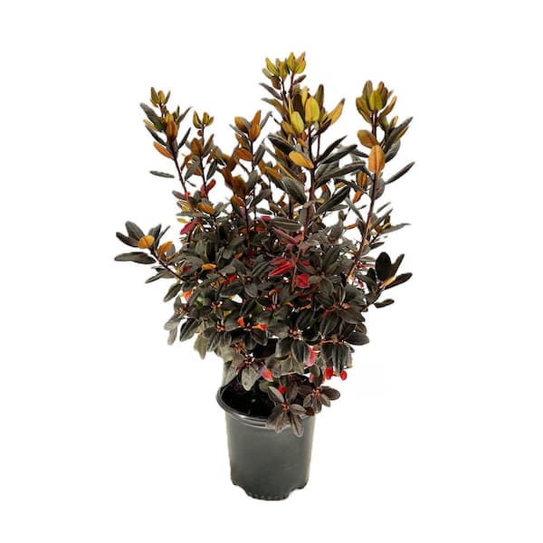 1.5 Gal. PJM Elite Rhododendron Evergreen Live Shrub with Dark Foliage / Bright Lavender Pink Flowers in Spring 1 Each