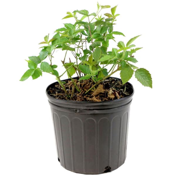 2.25 Gal. Natchez Blackberry Plant