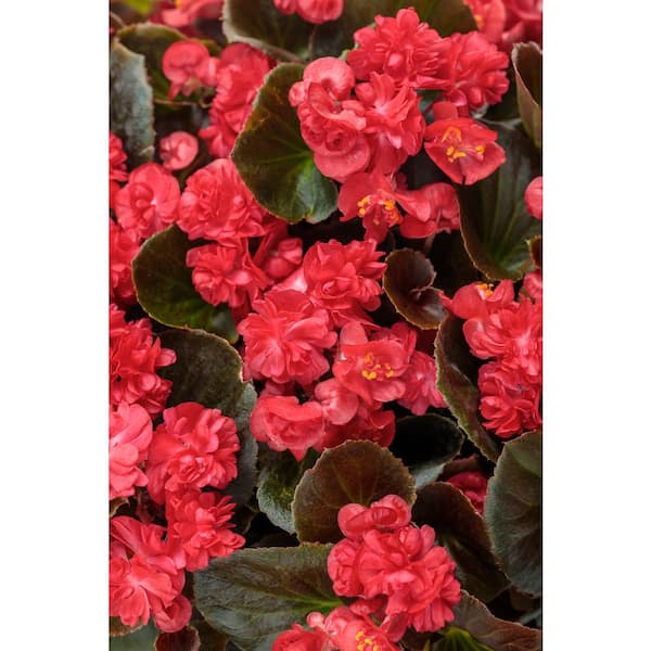 PROVEN WINNERS  in. Grande, Double Up Red (Begonia), Live Plant, Pink  Flowers (4-Pack) BETPRW2527524 - The Home Depot