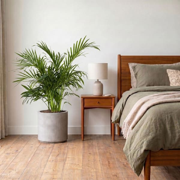 order fiddle leaf fig Fiddle Leaf Fig main image 0