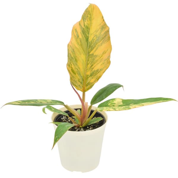 4 in. Philodendron Caramel Marble Live Indoor Plant in Beige Plastic Pot Cover Planter