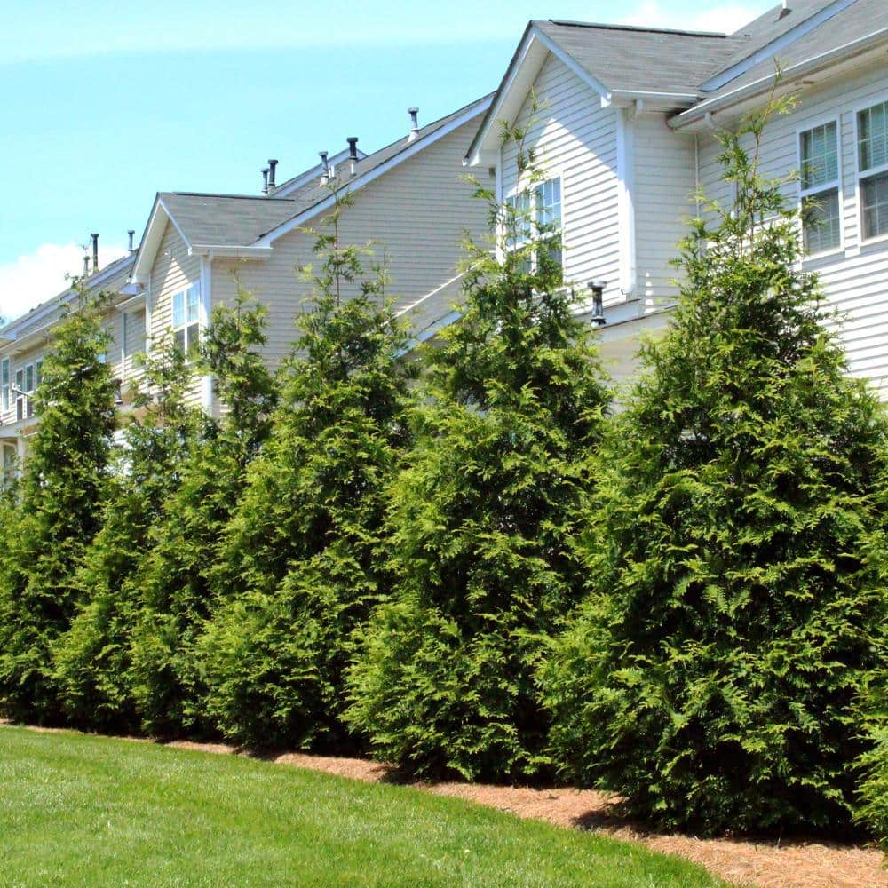 Thuja Green Giant Fast-Growing Evergreen Privacy Tree in 3-Gallon Container