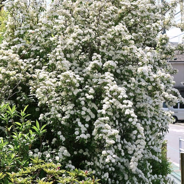 national PLANT NETWORK 1 Gal. Spirea Reeves Shrub with White