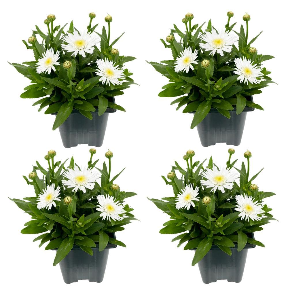 1.0 qt. Perennial Leucanthemum White (4-Pack)