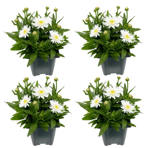 Unbranded 1.0 qt. Perennial Leucanthemum White (4-Pack)
