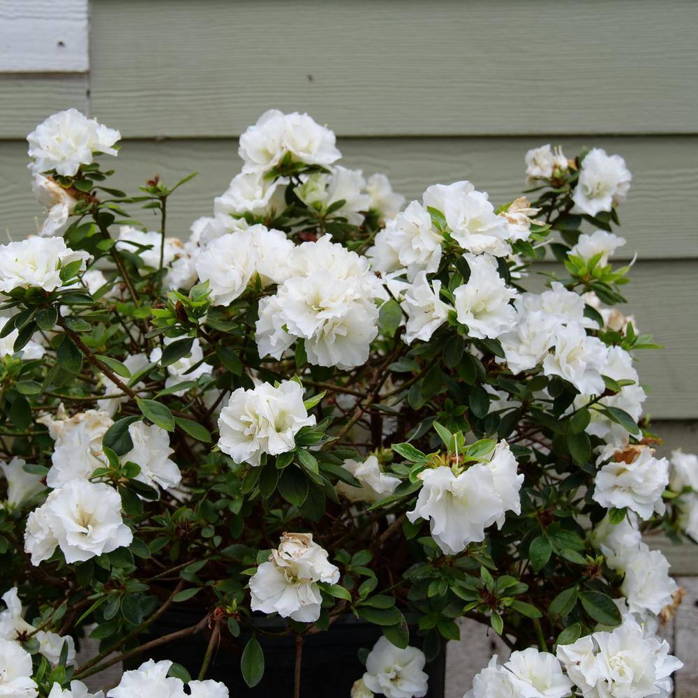 4.5 in. Qt. Perfecto Mundo Double White Reblooming Azalea (Rhododendron x) Flowering Shrub With White Flowers price history on PriceWatchPro