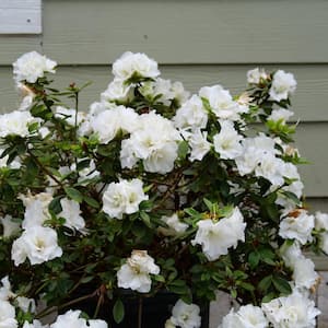 4.5 in. Qt. Perfecto Mundo Double White Reblooming Azalea (Rhododendron x) Flowering Shrub With White Flowers