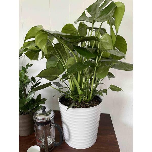 ist monstera ein philodendron Monstera 'Split-Leaf' 4