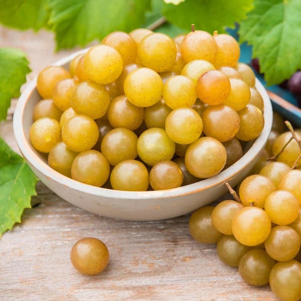 Gurney's 4 In. Oh My Grape Vine Vitis Live Potted Fruiting Plant