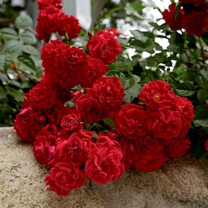 Red Ribbons Groundcover Rose, Dormant Bare Root Plant with Red Flowers (1-Pack)