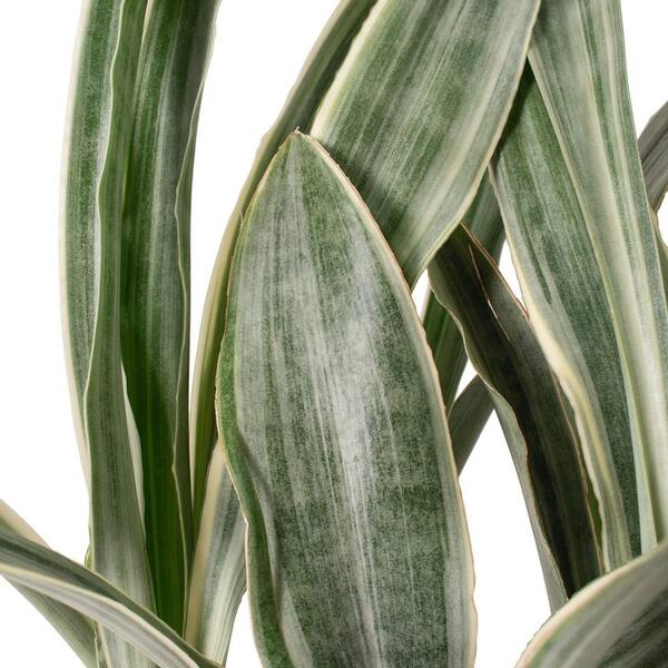 national PLANT NETWORK 6 in. Sansevieria Sayuri Plant in Grower