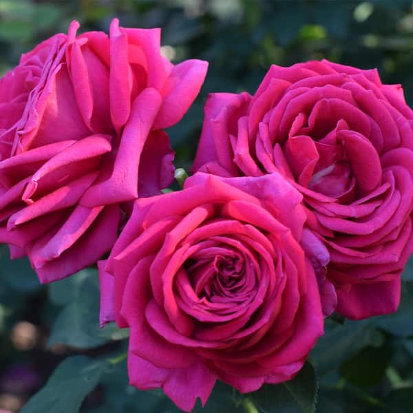 VAN ZYVERDEN Roses Miranda Lambert Roses Bloom Color Pink (1 Root Stock)