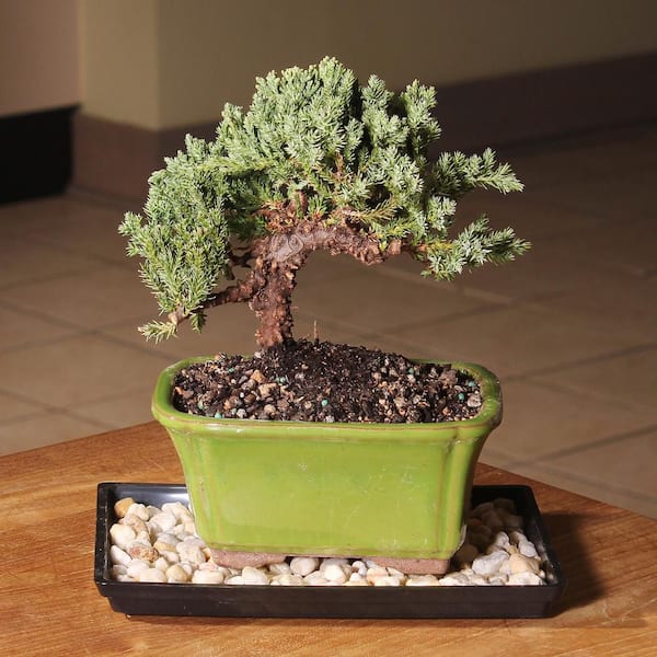 Have a question about brussel's BONSAI Green Mound Juniper Bonsai