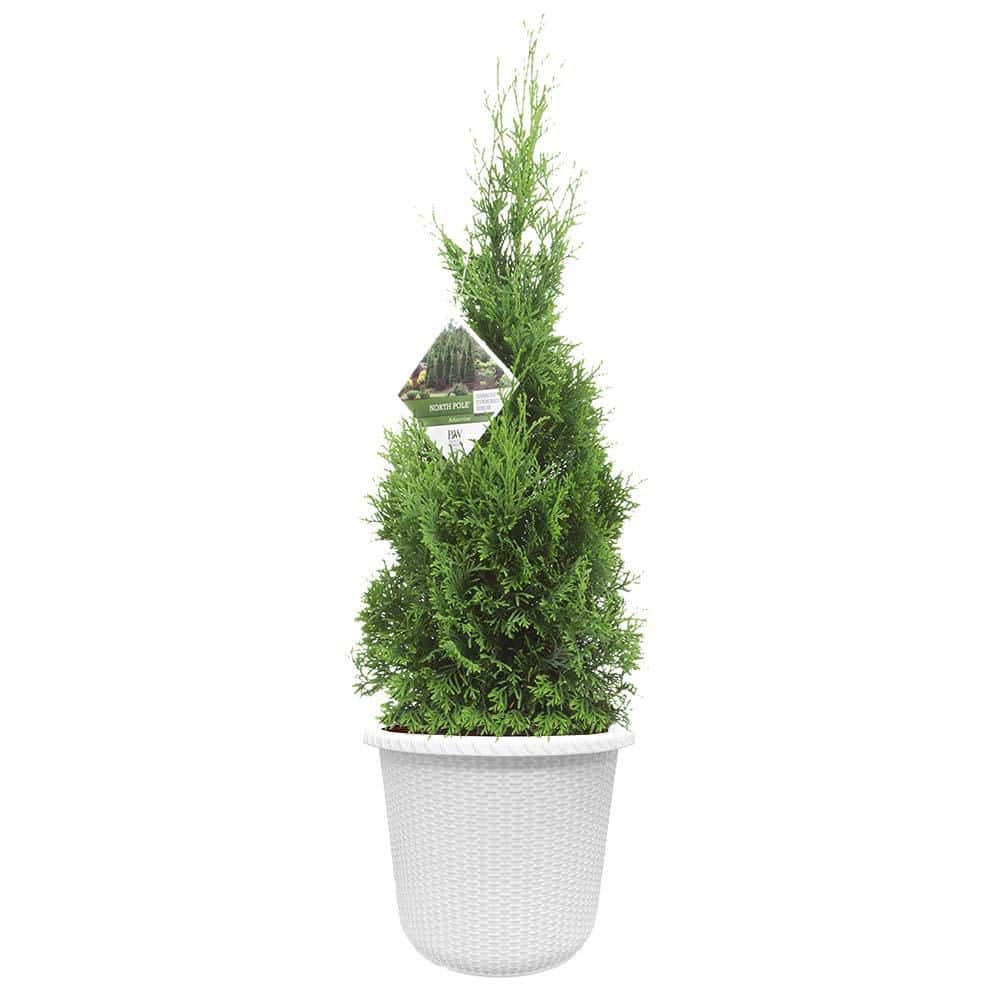 proven-winners-shrubs-bushes-