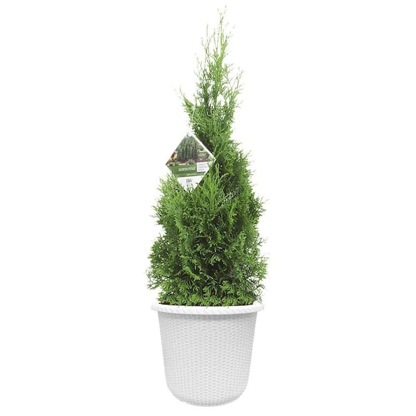 PROVEN WINNERS 2 Gal. Arborvitae North Pole Evergreen Shrub in