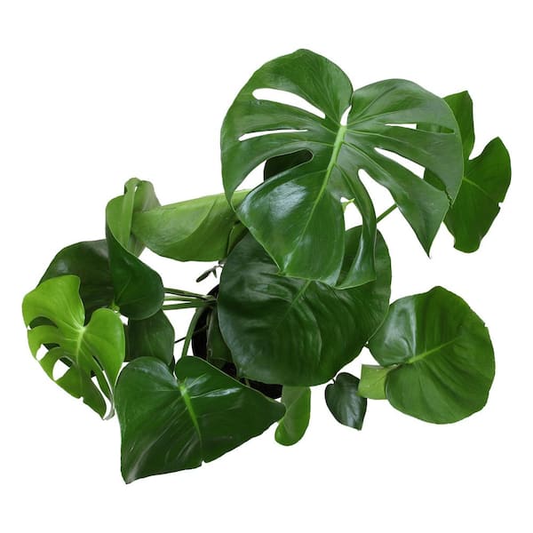 ALTMAN PLANTS Monstera Deliciosa Swiss Cheese Plant Indoor