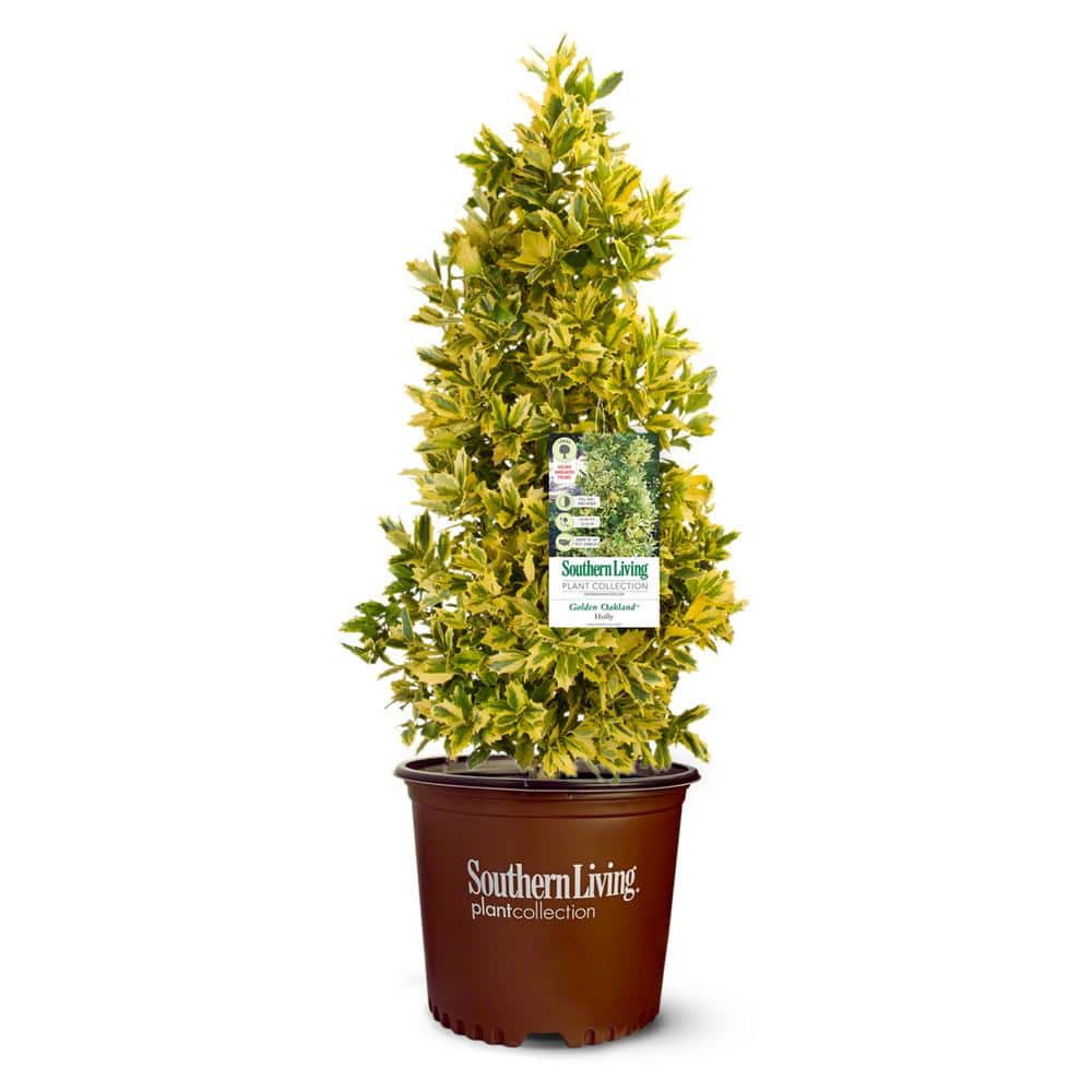 Golden Oakland Holly 3-Gallon Evergreen Shrub