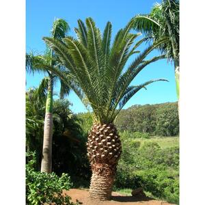 Canary Island Date Palm Live Plant in a 10 in. Growers Pot, Phoenix Canariensis - Extremely Rare Palms from Florida