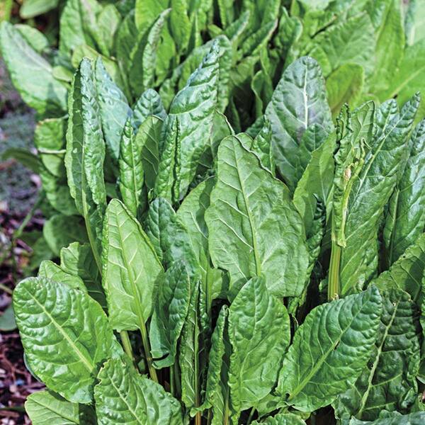 Gurney's Herb Sorrel Volare (100 Seed Packet)