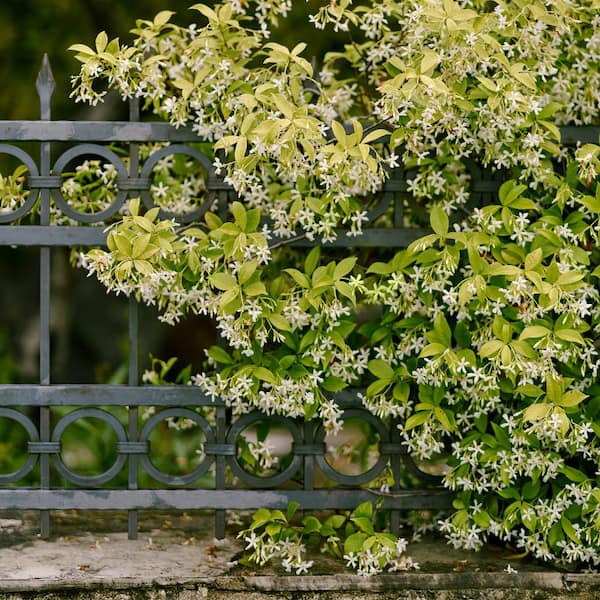 national PLANT NETWORK 2.5 in. Star Jasmine Plant with White