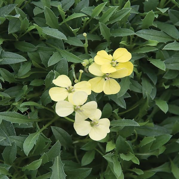 METROLINA GREENHOUSES 2.5 Qt. Golden Jubilee Yellow Wallflowers Plant