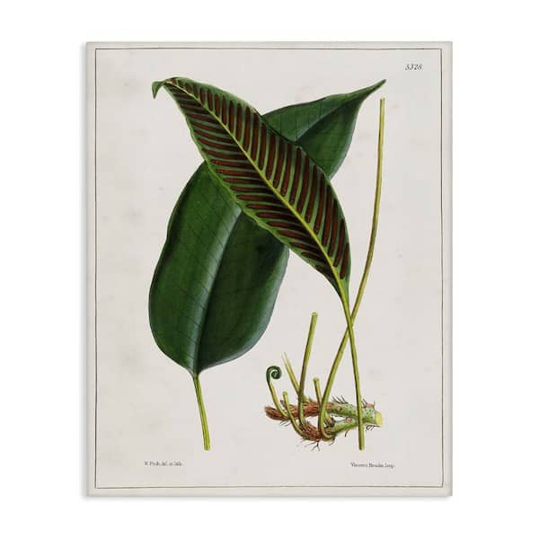 Stupell Industries Leaf and its Underside Study by Tina Higgins Designs, Inc. Unframed Nature Graphic Art Print 40 in. x 30 in.