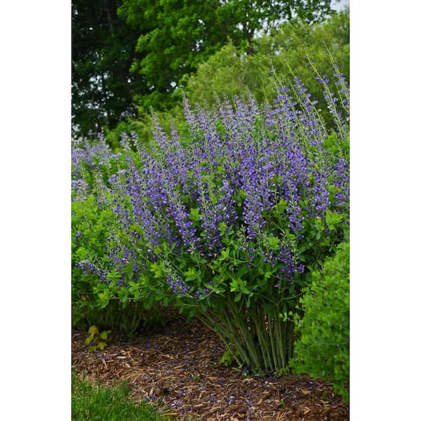 3 Gal. Blueberry Sundae Baptisia Live Perennial Plant (1-Pack)