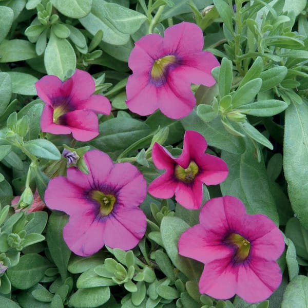 4 in. Purple Calibrachoa Plant 14162 - The Home Depot