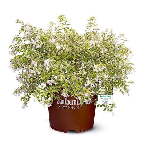 SOUTHERN LIVING 2 Gal. Miss Lemon Abelia Plant with Bright Variegated Yellow Foliage