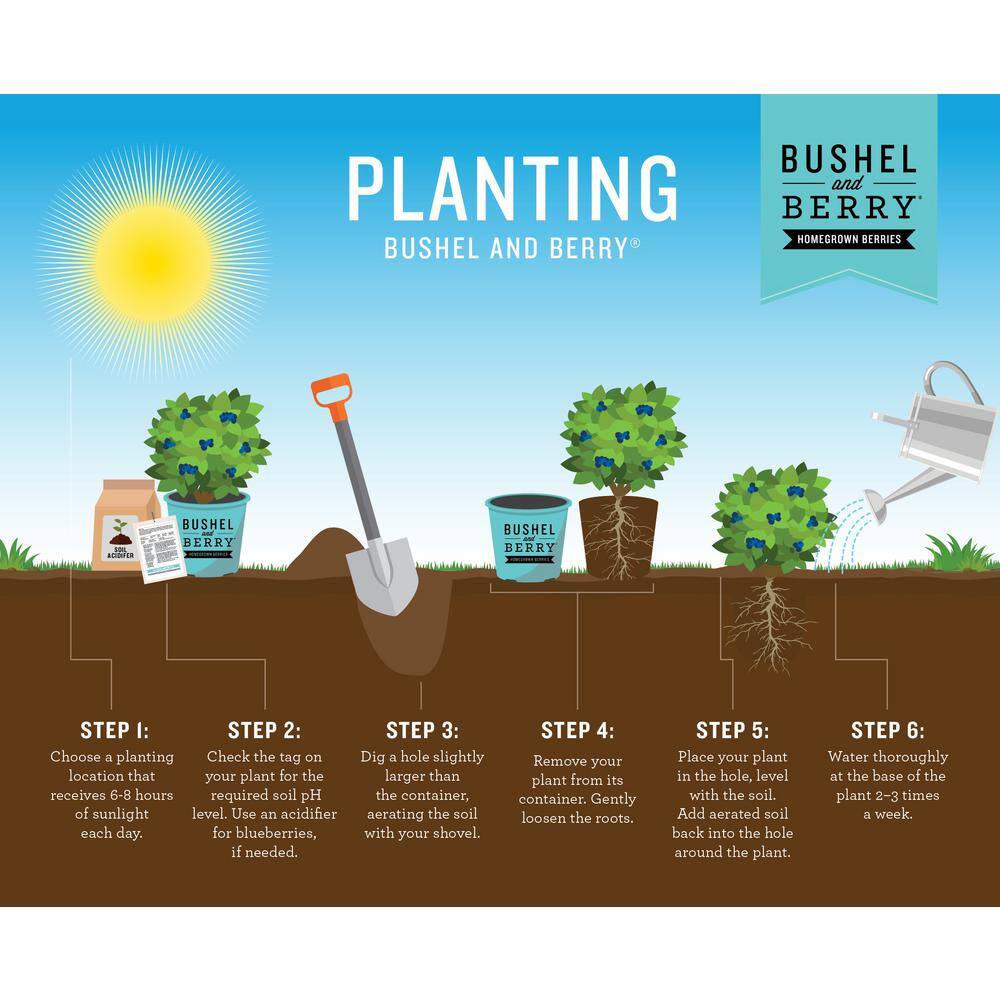 Peach Sorbet Blueberry Plant in 2-Gallon Container