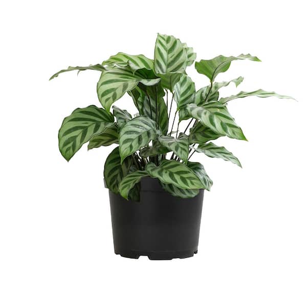 ALTMAN PLANTS Calathea Concinna 'Freddie' Pet Friendly Prayer Plant Indoor Houseplant in 6 in. Grower Pot