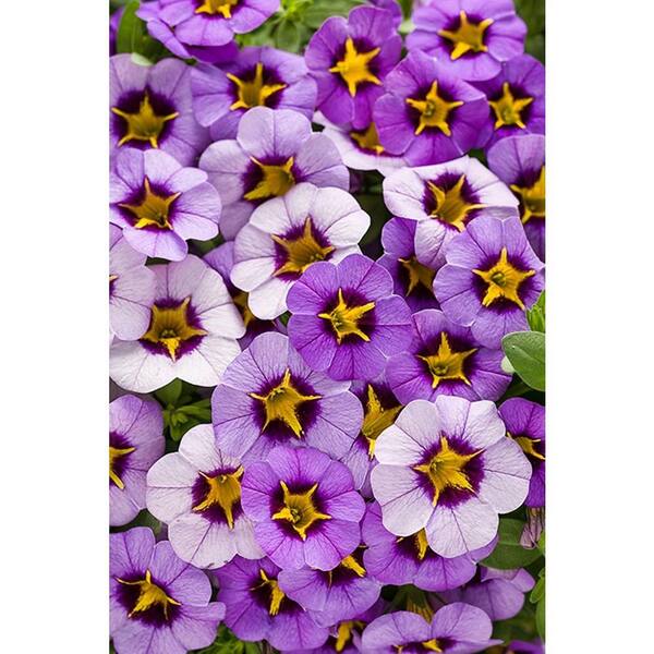 PROVEN WINNERS 4-Pack, 4.25 in. Grande Superbells Evening Star (Calibrachoa) Live Plant, Light Purple and Yellow Flowers