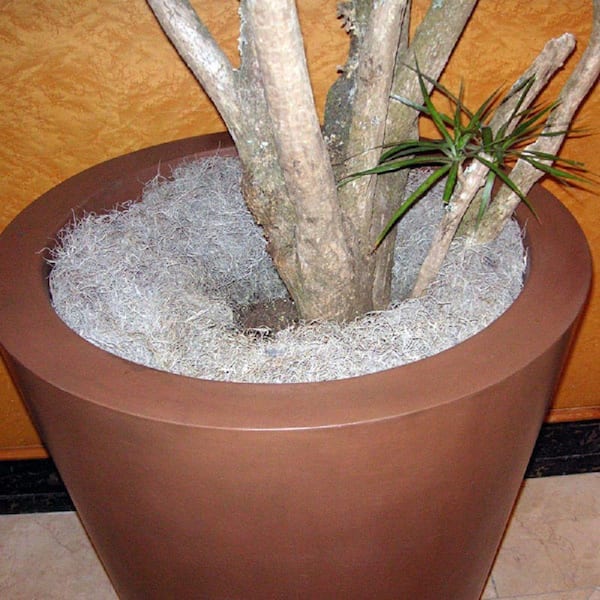 Spanish Decorative Moss 250 cu Musgo Espanol Interior Plants in 